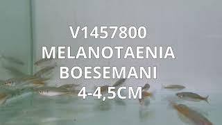 V1457800 | Melanotaenia Boesemani 4-4,5cm