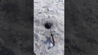 Зимняя рыбалка со льда плотва, winter fishing on the river