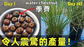 Propagating Water Chestnut without Seeds 盆栽馬蹄/ 荸薺, 意想不到的結果! 驚人的產量！