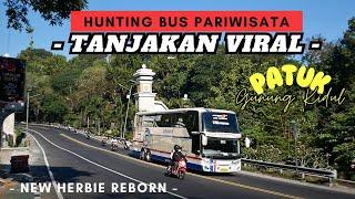 KEMBALINYA BUS PANDAWA 87 "HERBIE". Hunting Bus Pagi Di Tanjakan VIRAL PATUK.
