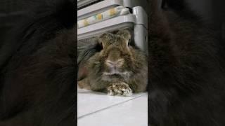 Boop! #cutebunny #rabbit #cute #bunny #shorts