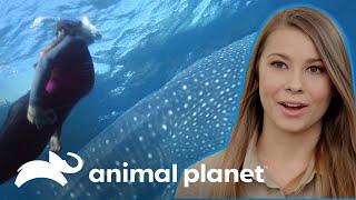 Bindi nada junto a un majestuoso tiburón ballena | Los Irwin | Animal Planet