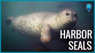 Curious Harbor Seals of Monterey Bay National Marine Sanctuary