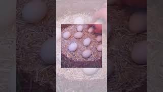 Egg incubation #viralvideo #beamazed #challenge #beinspired #shorts