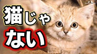 ネコだけど猫じゃなかった スナネコ【ゆっくり解説】