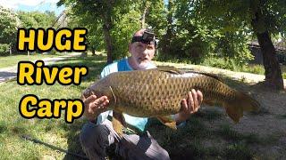 Carp Megalodon !!!  Dan River Carp Fishing   ~30 lb Carp !