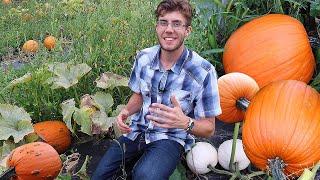 My Pumpkin Patch WORKED!? Growing Pumpkins, Complete Garden Tour