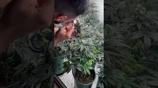 Se acerca el final del cultivo 🫡