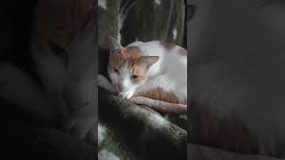 Cute Cat Moon Paa | #cutecatandpuppyworld #video #shorts ##shortsvideo #youtubesvideo