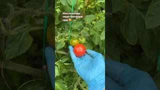 Мои черри очень вкусные,потому что свои! #garden #помидоры #tomatogarden #лето2024 #томаты