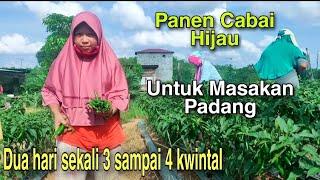 Panen cabai hijau besar melimpah untuk masakan padang || pas harga mahal