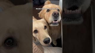 Dogs are forever family ️ #dogshorts #goldenretriever #puppies #puppyvideos #dogs #puppy