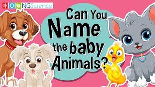 Can You Name the baby Animals?