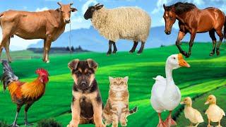 Farm Animal Sounds - Cows, Sheep, Ducks, Dogs, Cats - Animal Discovery