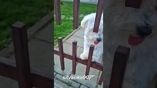 DATI Maltese Silky Dog Terrier playing cute puppies dogs of TikTok dogs of YouTube small white dog