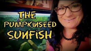 The Pumpkinseed Sunfish (Info & Care)