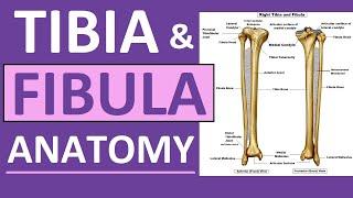 Tibia and Fibula Anatomy of Leg Bones | Anatomy & Physiology