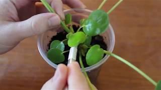 Pilea Peperomioides Pup Pruning ComPILEAtion