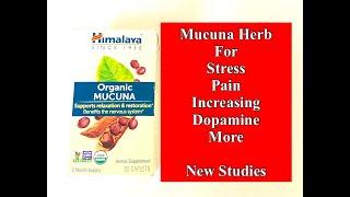 Mucuna Herb for Stress, Pain, and Increasing Dopamine - New Studies