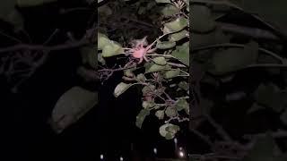 Spider Building a Web  #shorts  #animals  #spider