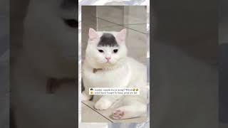 KUCING INI PUNYA PONI LUCU BANGET | #shorts