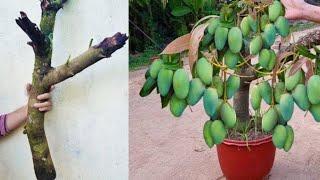 unique grafting to grow mango tree with cucumber | amazing way to grow mango with cucumber