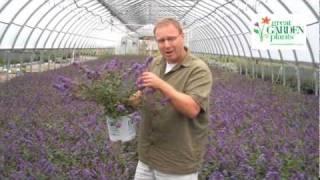 Miniature Butterfly Bush - Blue Chip (Lo & Behold) Buddleia