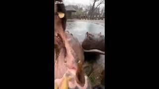 dumb hippo eating a water melon