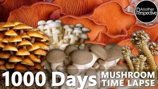 1000 Days Mushroom Growth Time Lapse | Another Perspective