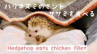 【Hedgehog】ハリネズミがササミを美味しそうに食べる動画(ミント)Video of a hedgehog eating chicken deliciously (Mint)