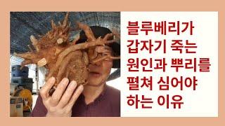 블루베리가 갑자기 죽는 원인과 뿌리를 펼쳐 심어야 하는 이유