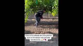 La anillada de la uva 