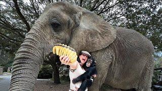 ELEPHANT LOST HER TOOTH!