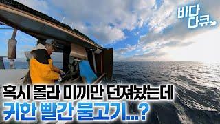 와... 이 비싼 게 올라오네 굴비보다 맛있다는 제주 바다 귀한 생선의 정체 / #바다다큐