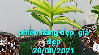 phi điệp lá kẻ phát tài hàng siêu nái, kẻ siêu đẹp - 0867487638 - Hoa Lan Đất Việt