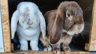 French Lop Rabbit | French Lop Bunny Eating and Playing | Holland Lops