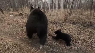 Медведица сбежала от медвежат.