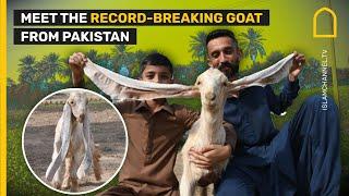 SIMBI: MEET THE RECORD-BREAKING GOAT FROM PAKISTAN