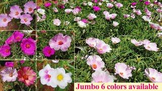 Jumbo Available - Portulaca 30 colors for sale online - Pathumani Poovu - Whatsapp : 9445450701