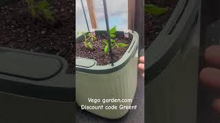 Self Watering Tomato Planter Box With Trellis From vegogarden #vegoplanter  #tomato