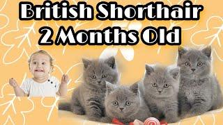 Cute Kittens - British Shorthair Cat 2 Months Old