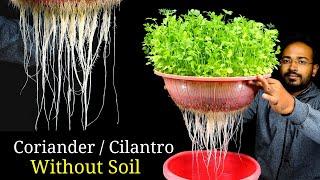 How to grow Coriander without soil | Coriander Dhaniya in hydroponic system