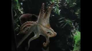 Tintenfisch calamary on tour | #Meerwasser #Aquarium #seawater#octopus#plant#Zoo