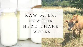 Raw milk: How our Herd Share works