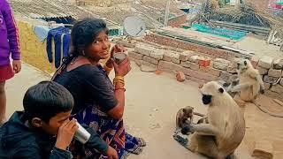 jay shriram |Hanuman |monkey video#mkdearmonkey#Hanuman#bajrangbali #jayshreeram