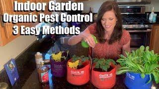 3 Easy Methods for Organic Pest Control for Indoor Gardens - Great for Fungus Gnats and Aphids!  