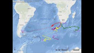 El increíble recorrido de una ballena franca austral desde Sudáfrica hasta la Patagonia argentina