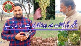 Garpes Farming  and Garfting || Angur  farming || Sundar khani Angur || انگور کی کاشت اور پیوندکاری