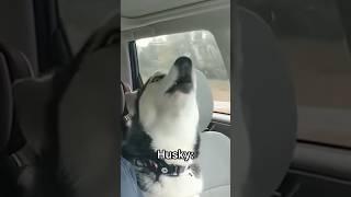 German Shepherd vs Husky Funniest Huskies | Best Videos #husky #doglovers #huskydog #shorts #dog