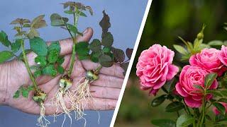 Die Methode, Rosen aus Knospen zu züchten, kennt die ganze Welt nicht | Wie man Rosen vermehrt